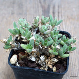 D933 TRICHODIADEMA MARLOTHII pot7-H5-W9 cm MaMa Cactus Green Plant