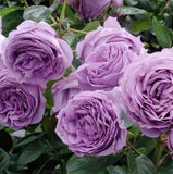 Purple Blue Storm Rose Seeds - Pack 30 Seeds - Rose Flower Gardening Garden Plants