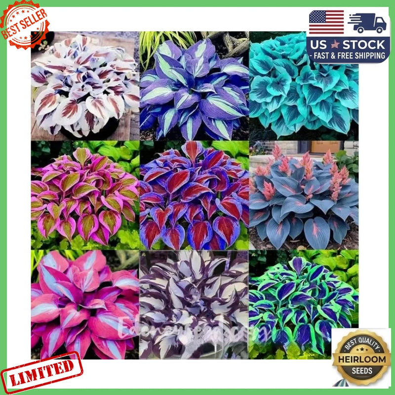 __300+Mixed HOSTA SEEDS Ð PERENNIAL OUTDOOR SHADE GARDEN PLANTING SEEDS Garden Plants
