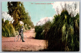Pampas Grass Early Bicycle California Postcard Posted 1908 Pampas Grass