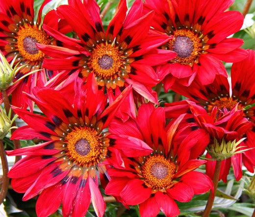 GAZANIA RED SHADES Gazania Rigens - 100 Bulk Seeds Garden Plants