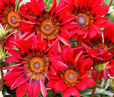 GAZANIA RED SHADES Gazania Rigens - 100 Bulk Seeds Garden Plants