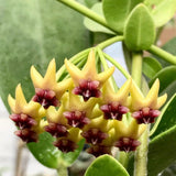 Hoya Cunninghamia Live Plant  - Rare Hoya Variety Ð 2in Pot Ð Easy Care Plant Orchids