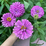 50 Purple Zinnia Seeds Ð Large Double Blooms, Easy Annual Garden Flowers Garden Plants