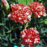 30+ Carnation Red and White Avranchnin Evergreen / Perennial Flower Seeds Carnation