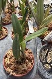 Orchid live  Species Laelia rupicula pabstii - bare root Orchids