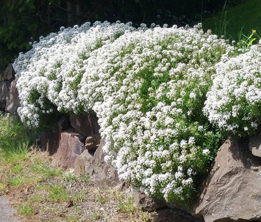 CANDYTUFT PERENNIAL EVERGREEN WHITE Iberis Sempervirens - 500 Bulk Seeds Flowering Plants