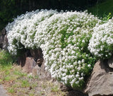 CANDYTUFT PERENNIAL EVERGREEN WHITE Iberis Sempervirens - 500 Bulk Seeds Flowering Plants