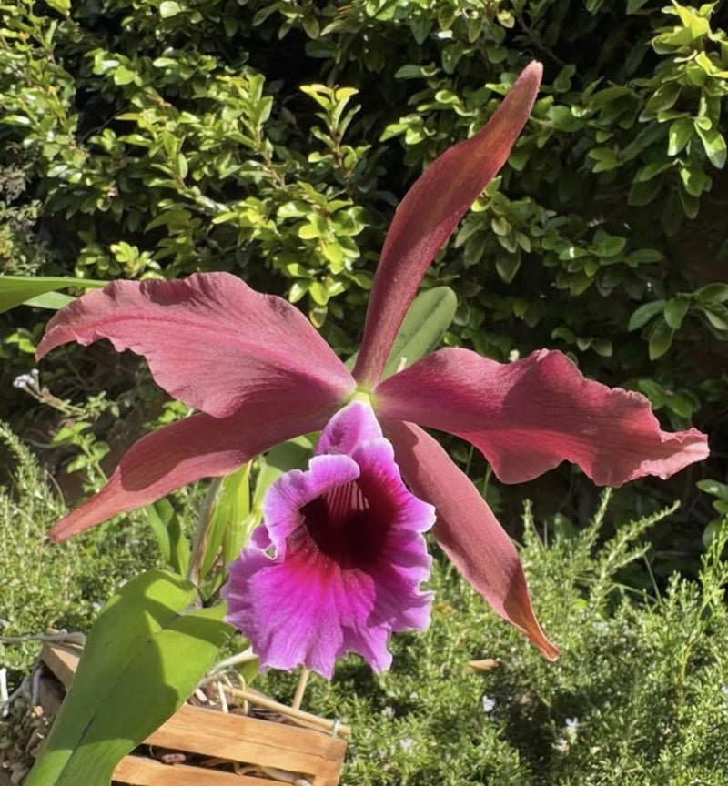 Pink and magenta orchid bloom with five petals and a central purple throat