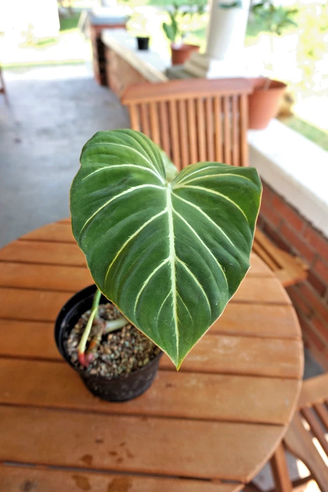 Heart-shaped green philodendron leaf with pale veins in small black pot