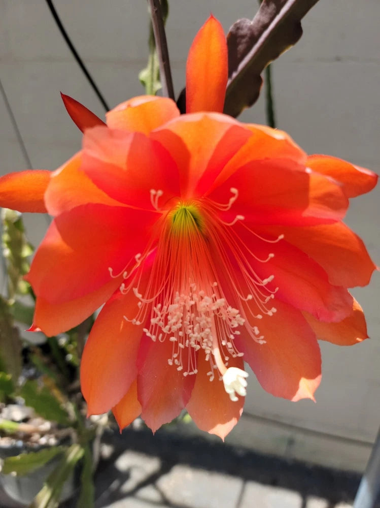 Orange orchid cactus flower with ruffled petals and long white stamens