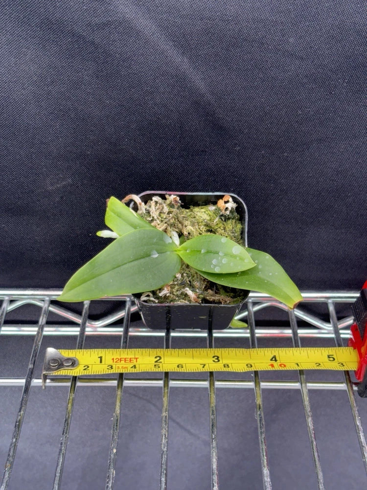 Phalaenopsis difformis species orchid seed grown plant Orchids