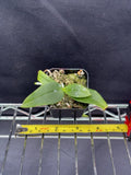 Phalaenopsis difformis species orchid seed grown plant Orchids