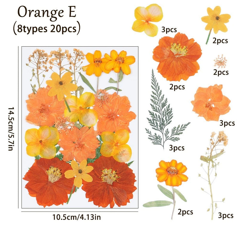 20PCS Real Pressed Dried flowers collection, Orange Dyed Daisy Flowers FCD505 Dried Flower