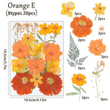 20PCS Real Pressed Dried flowers collection, Orange Dyed Daisy Flowers FCD505 Dried Flower
