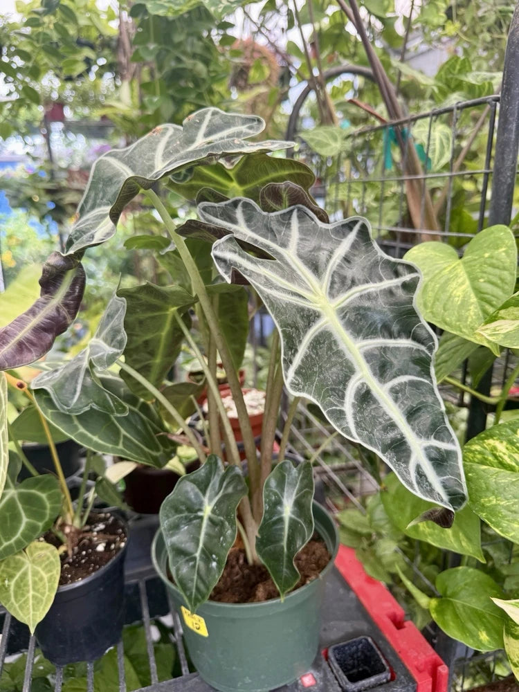 African mask plant (Polly) with silvery veined, fuzzy green leaves in a pot