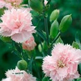 Carnation Seeds Chaband La France Seeds Dianthus Seeds 50 Flower Seeds Carnation