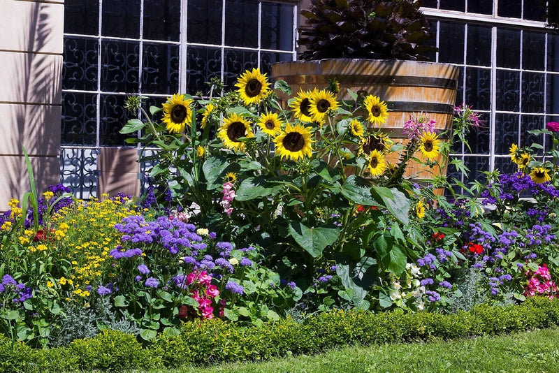50 HOPI Black Dye SUNFLOWER Helianthus Annuus Flower Seeds Flowering Plants