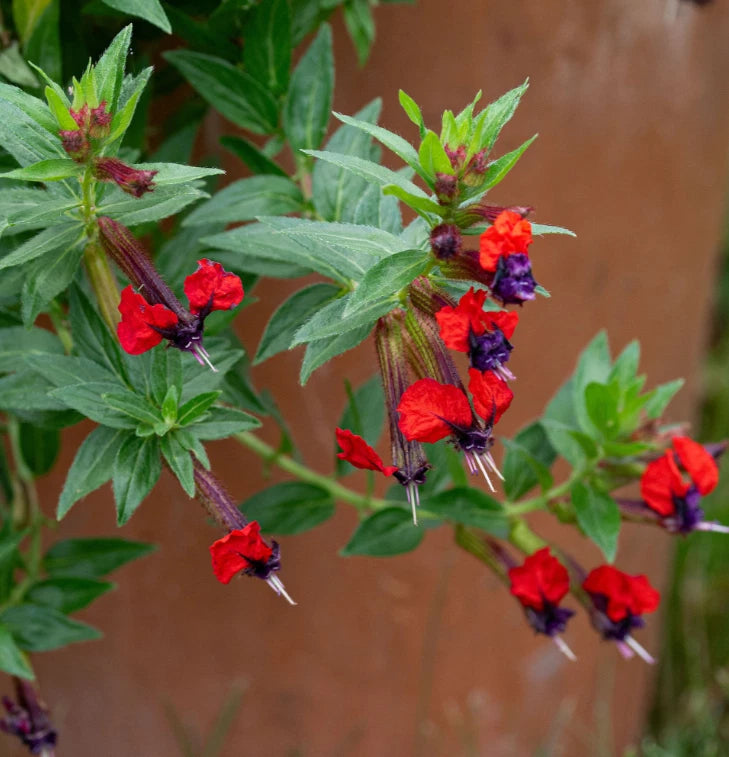 Cuphea bat-faced flower plants with red, purple, and orange blossoms, green leaves