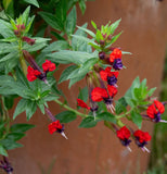 Set 2 Cuphea Bat Face - 4-6" Tall - Unique Purple Red Flower for Garden Garden Plants