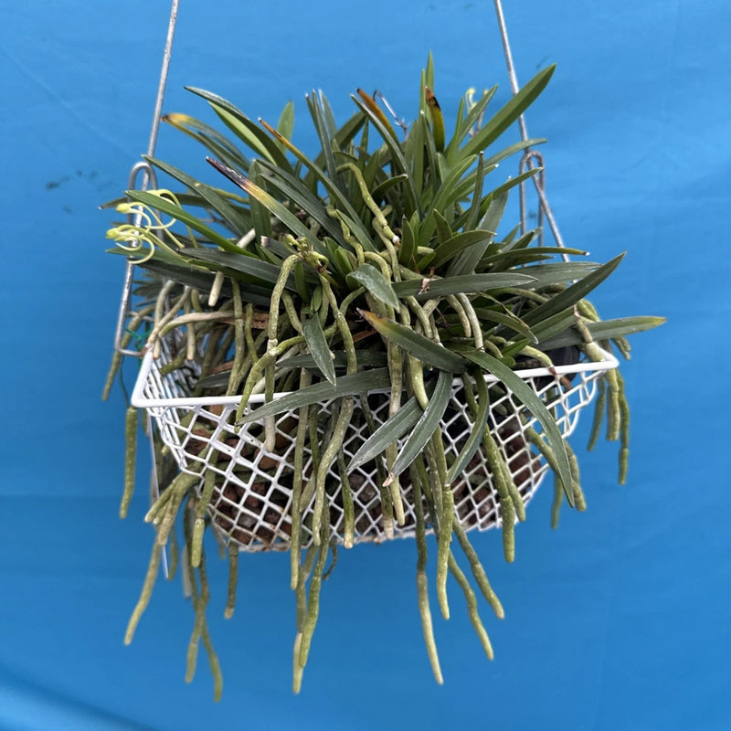 Hanging orchid basket with long green leaves in a white wire basket