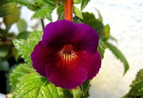 Pretty Imported  Achimenes Double  Flower Bulbs (Purple kimono) Pack of 2 bulbs Ranunculus