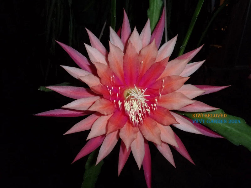 Epiphyllum cutting orchid with pink and orange blooming flower