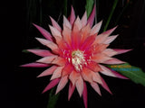 Epiphyllum " KIWI BELOVED  " Cutting Orchids