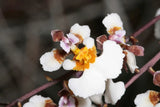 Tolumnia Bahamensis Rare Florida Native Orchid Small Cutting Virus Free Tested Orchids