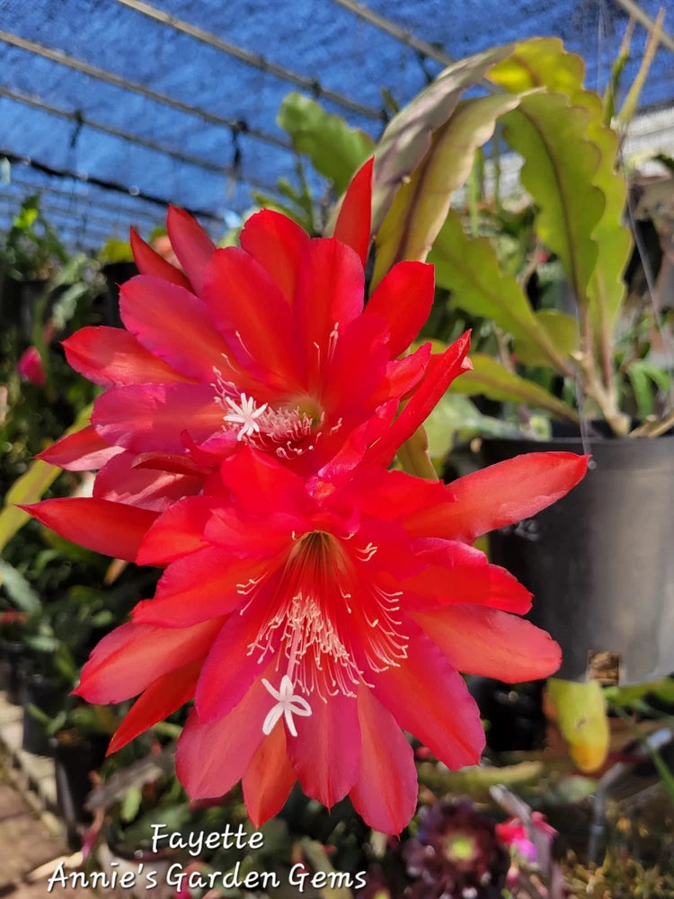 Orchid cactus cutting with large red-pink blossom, unrooted stem segments