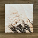 Pampas Grass Small Canvas Wall Art Decor 8.5 x 8.5 in Pampas Grass