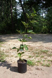 Arapaho Thornless Blackberry Plants Garden Plant Healthy Sweet Blackberries Home Garden Plants