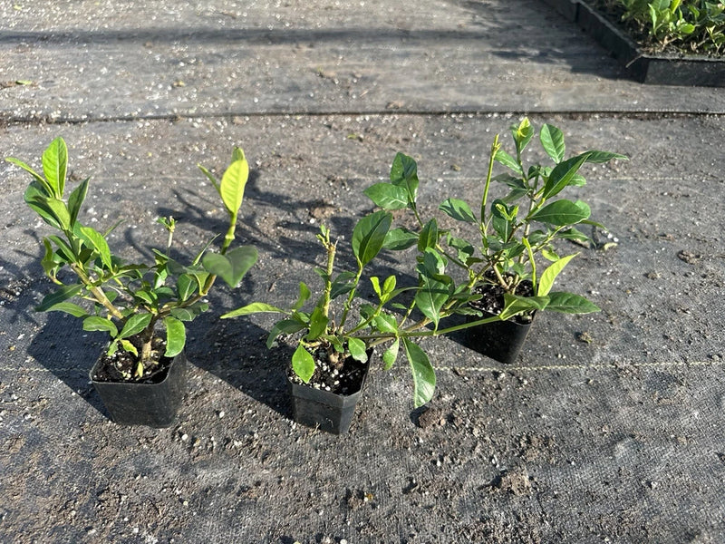 Pack of 3 Gardenia Veitchii plants in 2-inch black plastic pots