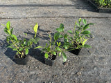 __ Pack of 3-Gardenia Veitchii 2" Pots Ð 2 Years Old Plant __ Green Plant
