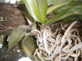 Orchid Plants, may not be blooming will ship two plants for good measure (BOGO) Orchids