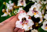 50 Flowering NORTHERN CATALPA Speciosa TREE Seeds (aka Western Catalpa or Catawb Flowering Plants