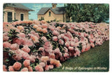 A Hedge of Hydrangeas In Winter Postcard House Flower Garden Lawn Unposted Hydrangea