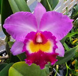 Rlc Tokyo Bay 'Victory' (Rlc Vallespin _ Cattleya Commander) Near Blooming size Orchids