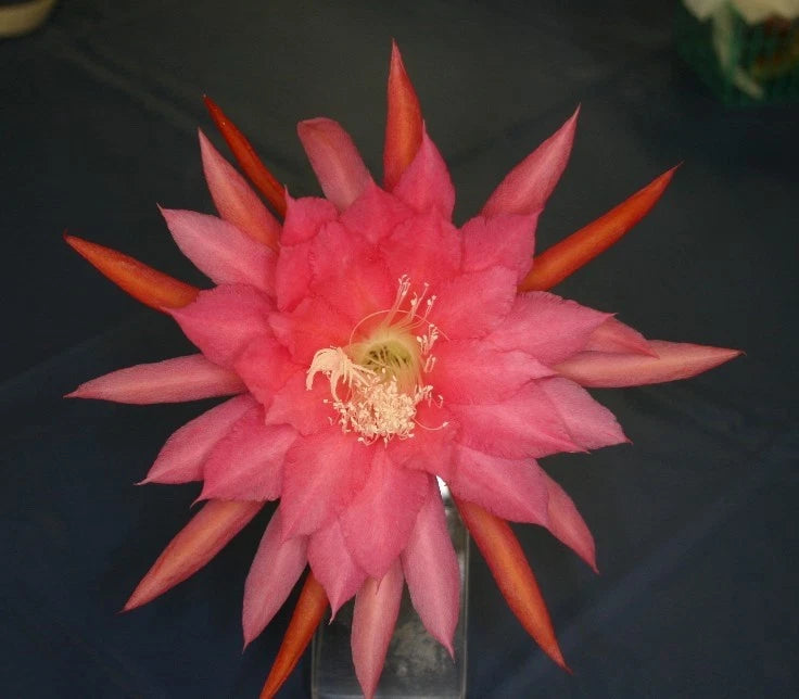 Pink and orange orchid cactus flower in full bloom