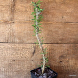 D4742 EUPHORBIA GOTTLEBEI pot10-H35-W4 cm MaMa Cactus Green Plant