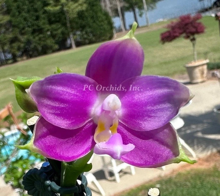 Purple orchid flower with rounded petals and a white-yellow center