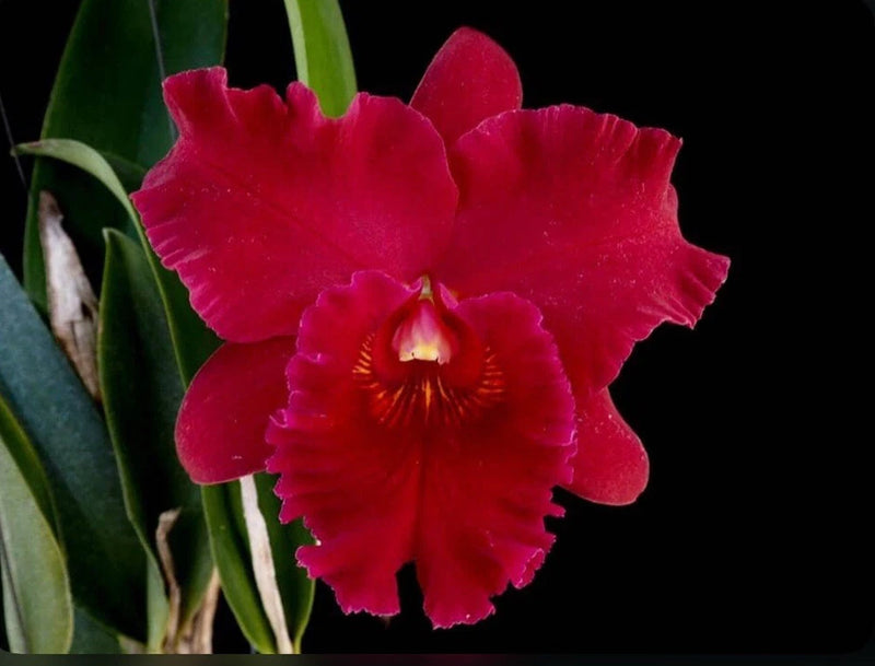 Red purple orchid bloom with green leaves and stems