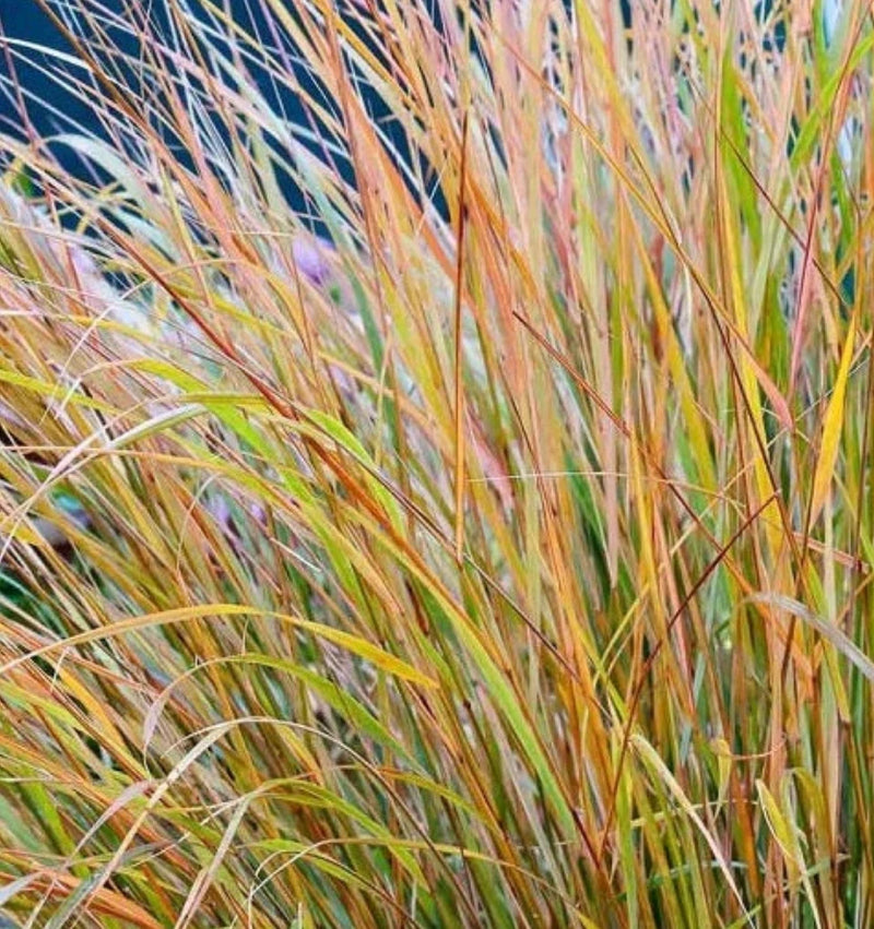 Orange New Zealand Sedge Ð Live Plant 7Ð12" Tall in Pot Ð No Shipping to HI Garden Plants