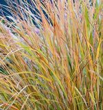 Orange New Zealand Sedge Ð Live Plant 7Ð12" Tall in Pot Ð No Shipping to HI Garden Plants
