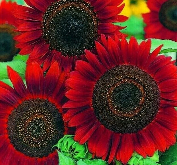 RED SUN SUNFLOWER SEEDS 30+ ANNUAL flowers GARDEN bees BIRDS Free Shipping Garden Plants