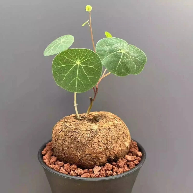 3-4CM Succulent Cactus Plant Stephaniacepharantha Hayata Cactaceae Garden Plant Garden Plants
