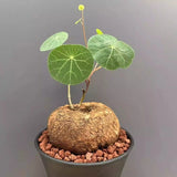 3-4CM Succulent Cactus Plant Stephaniacepharantha Hayata Cactaceae Garden Plant Garden Plants