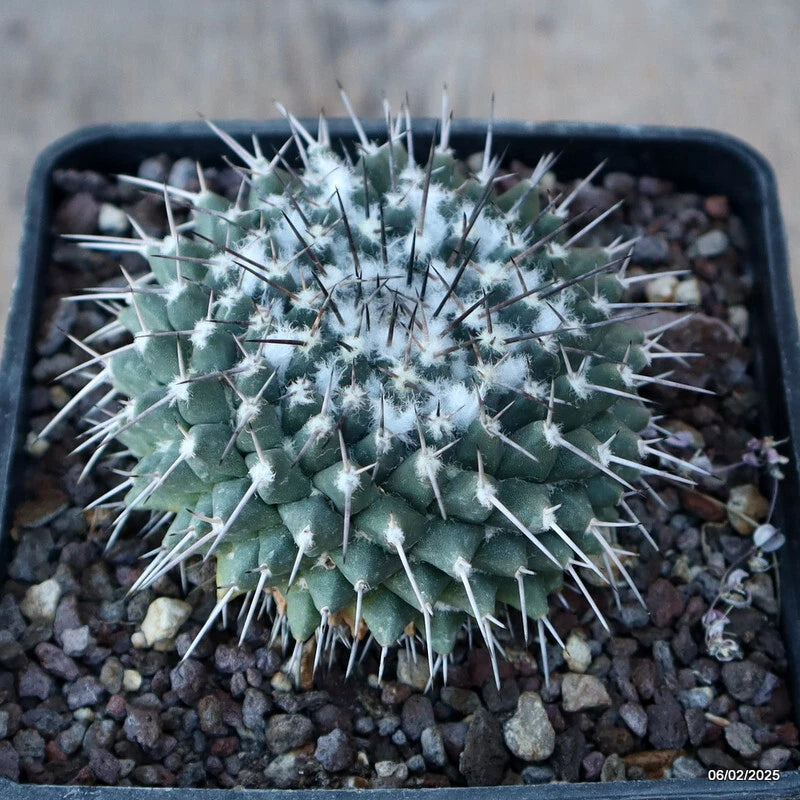 Mammillaria cactus plant in pot, green with dense white spines and spherical shape