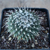 A5096 MAMMILLARIA AMAJACENSIS pot10-H5-W7 cm MaMa Cactus Green Plant