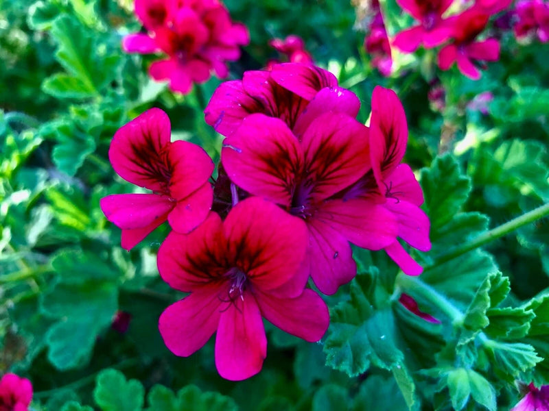 Magenta pink hardy geranium live plant cutting with clustered ruffled blooms